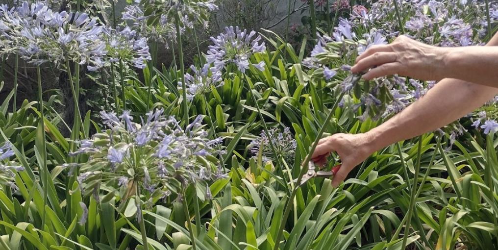 Manos podando unas plantas y flores